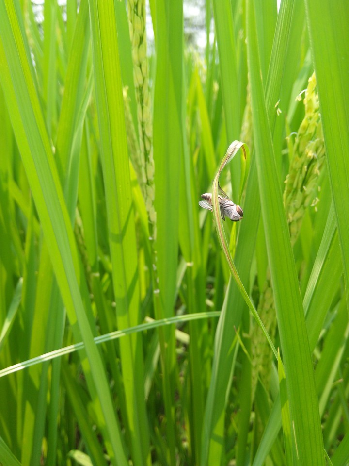 bee in green