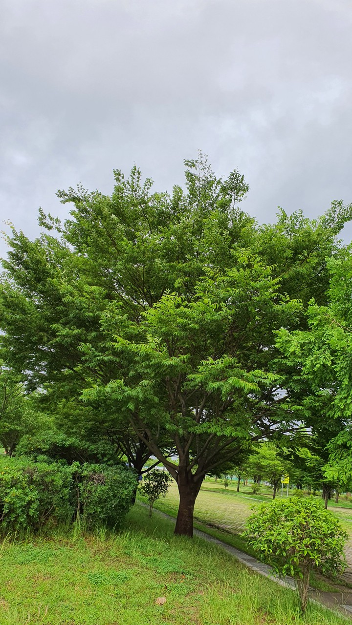 tree