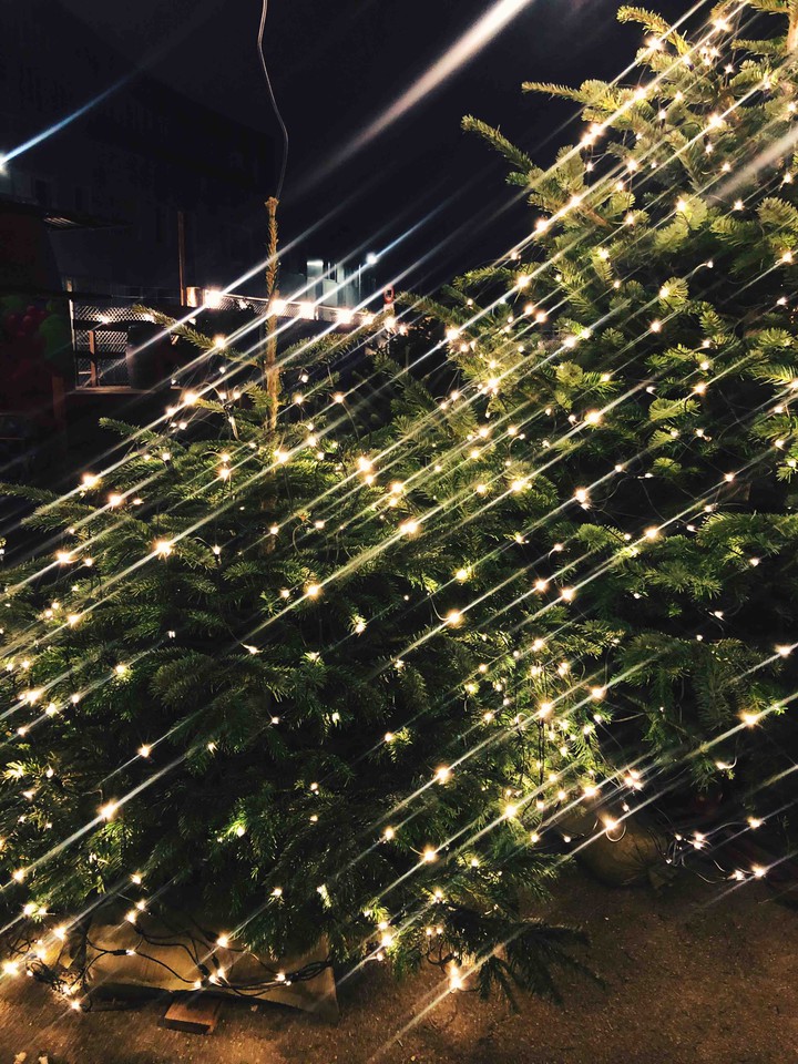 Christmas trees
