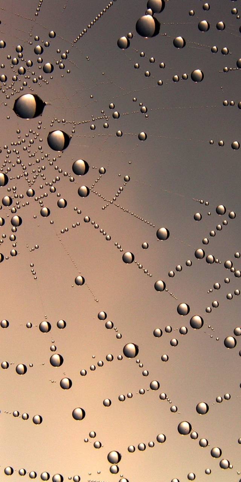 web rain
