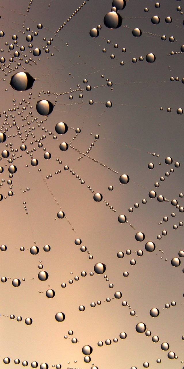 web rain