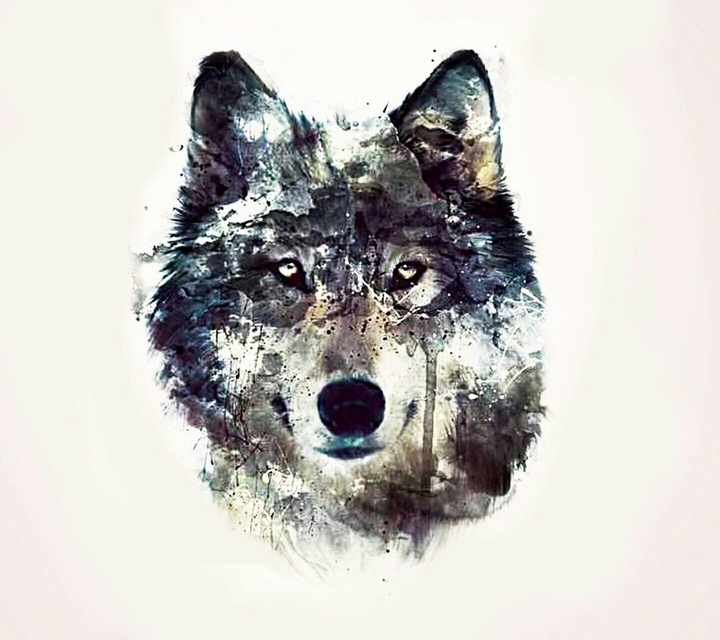wolf