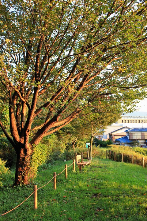 тапети spring, tree