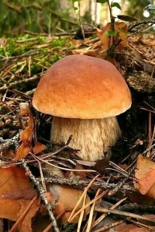 .
