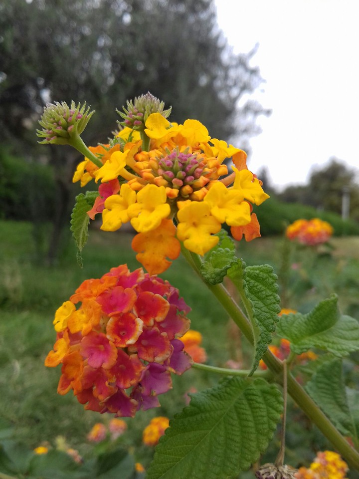 colourful flowers