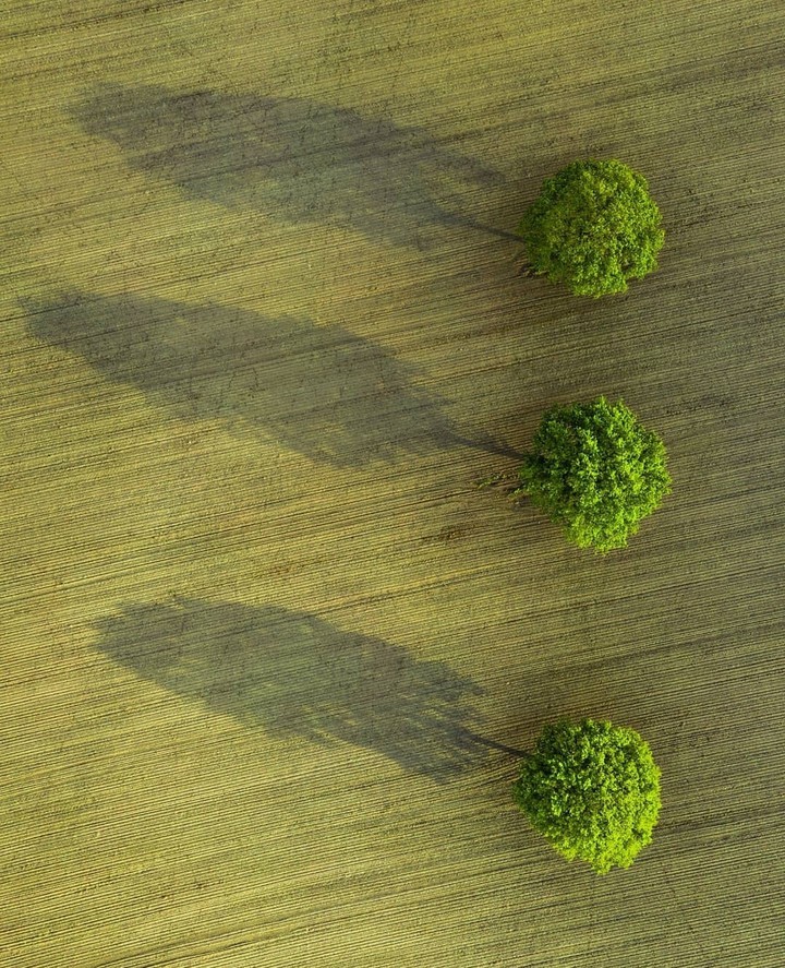 #tree