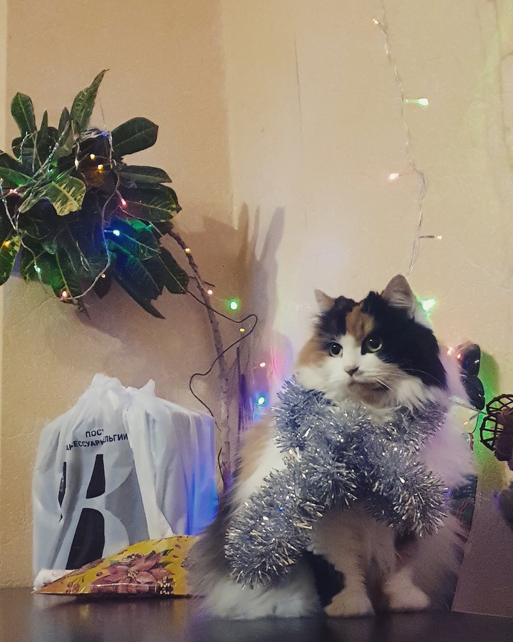 #cat #animal #кошка