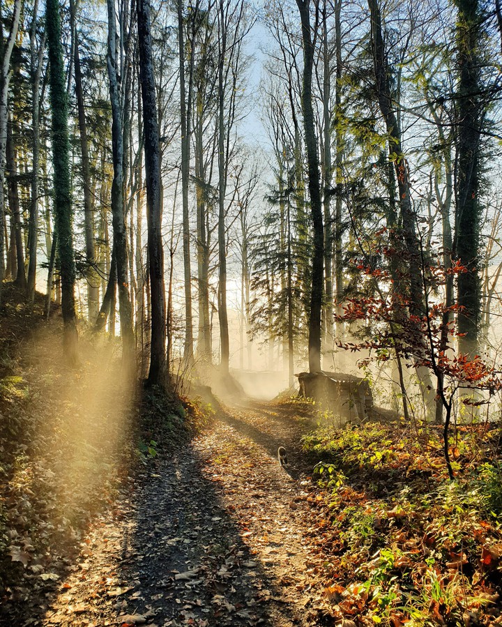 Fall Vibes