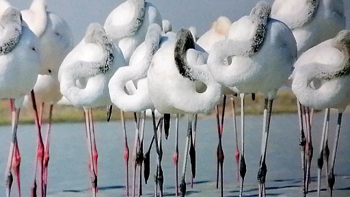 Flamingos