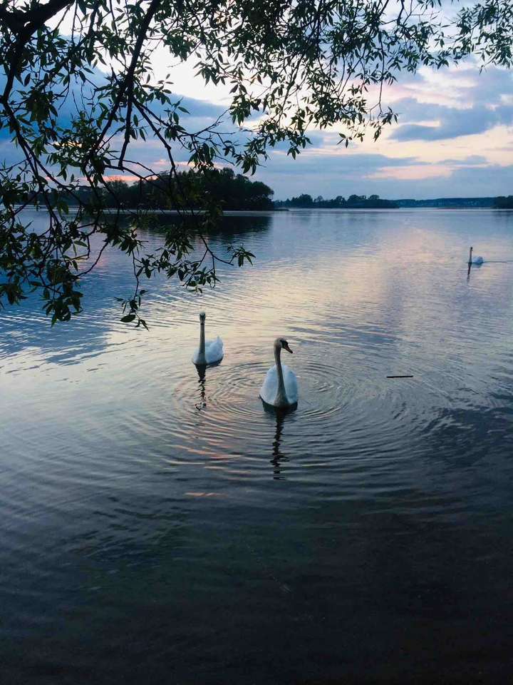 White Swans