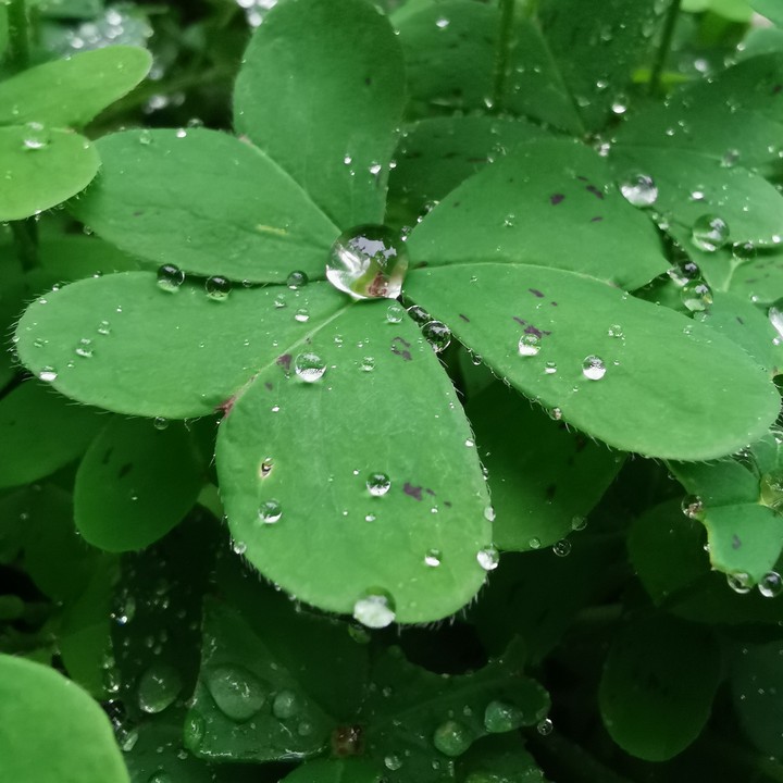 vert