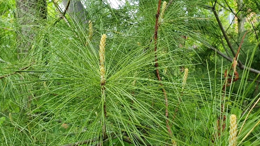 Pine Tree