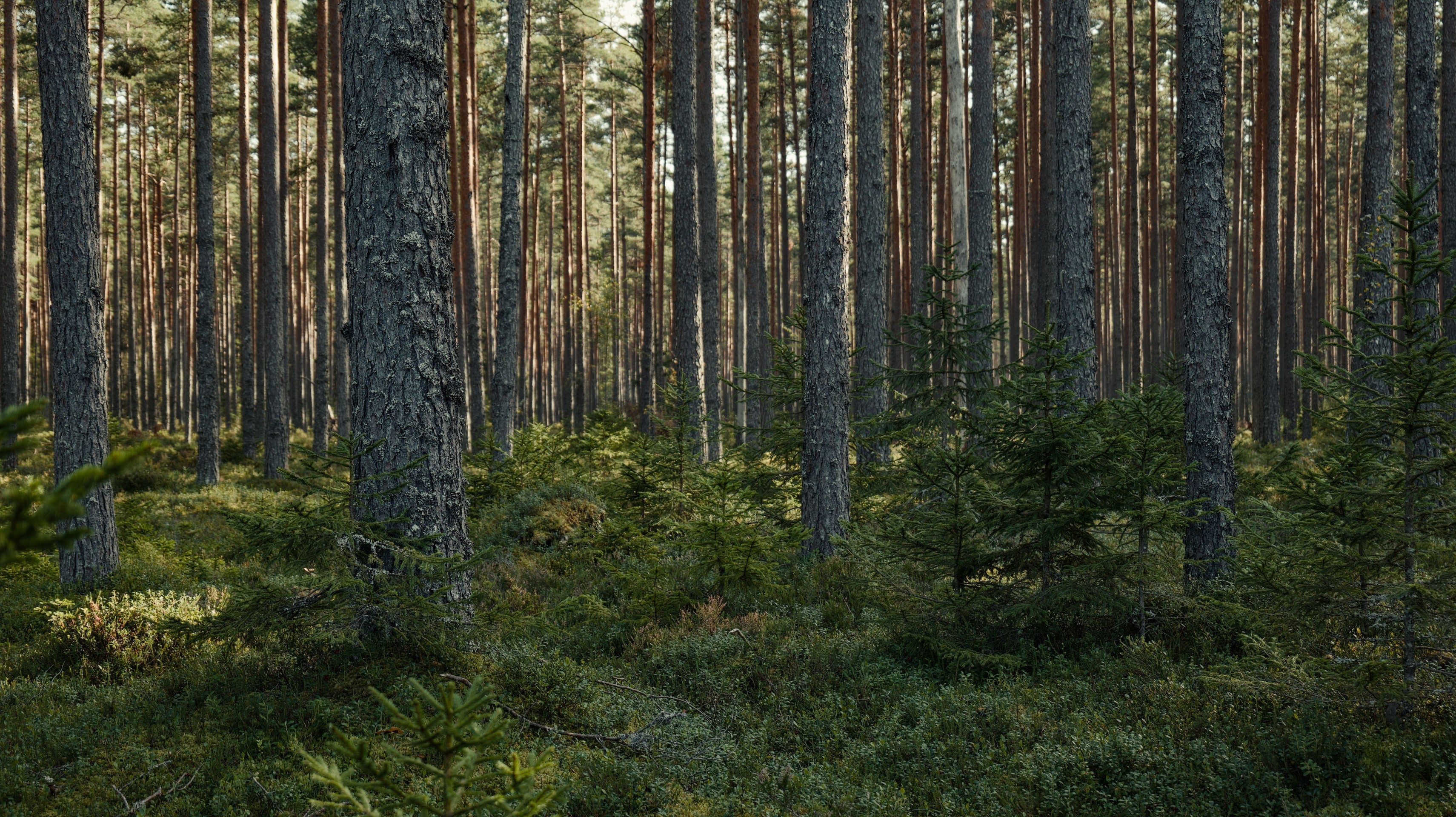 vegetation, grove duvar kağıtları