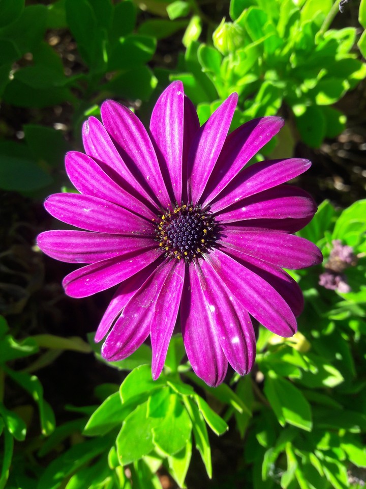 purple flower