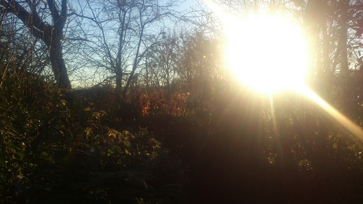 sunlight