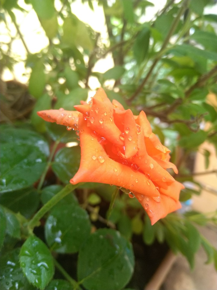 rose?
