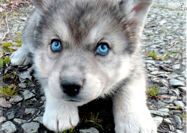 malemute husky