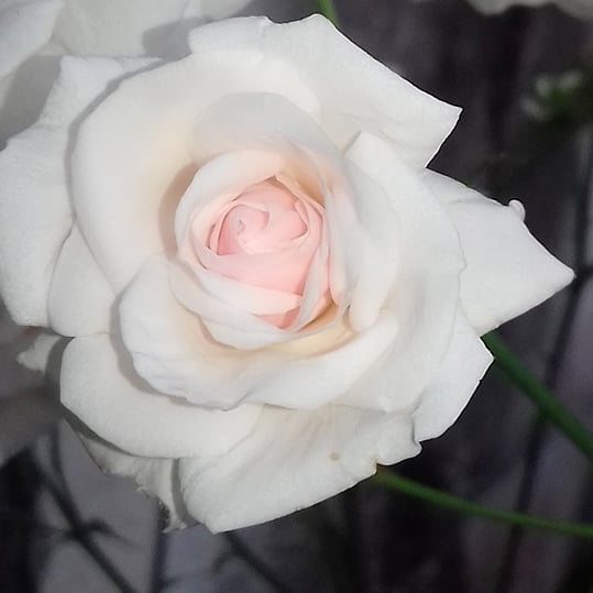 white rose