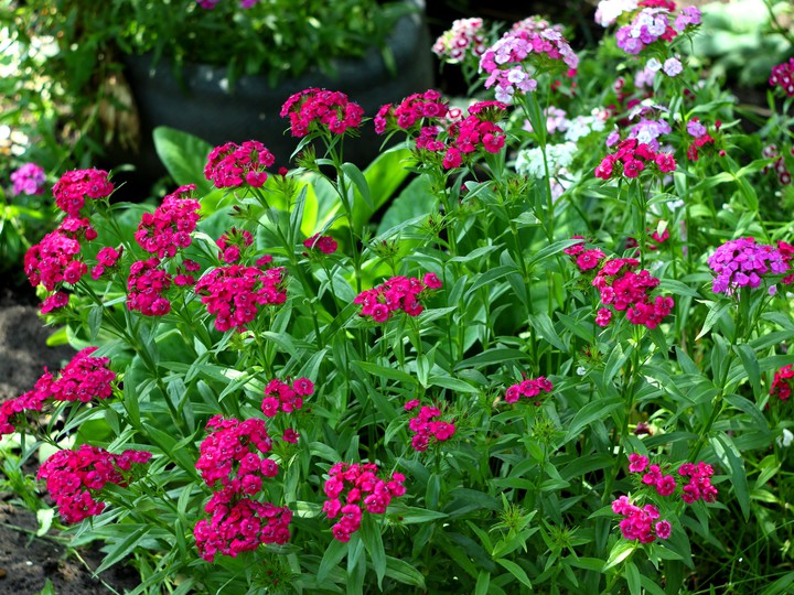 Carnations