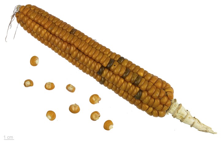 Grãos de milho (Zea mays)