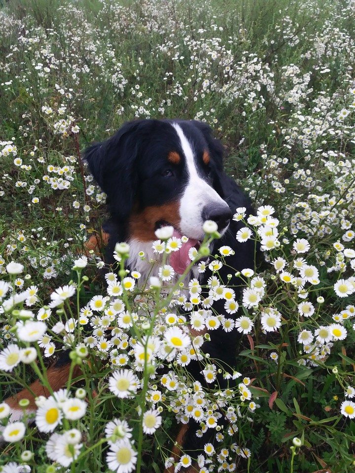Arisha and flowers