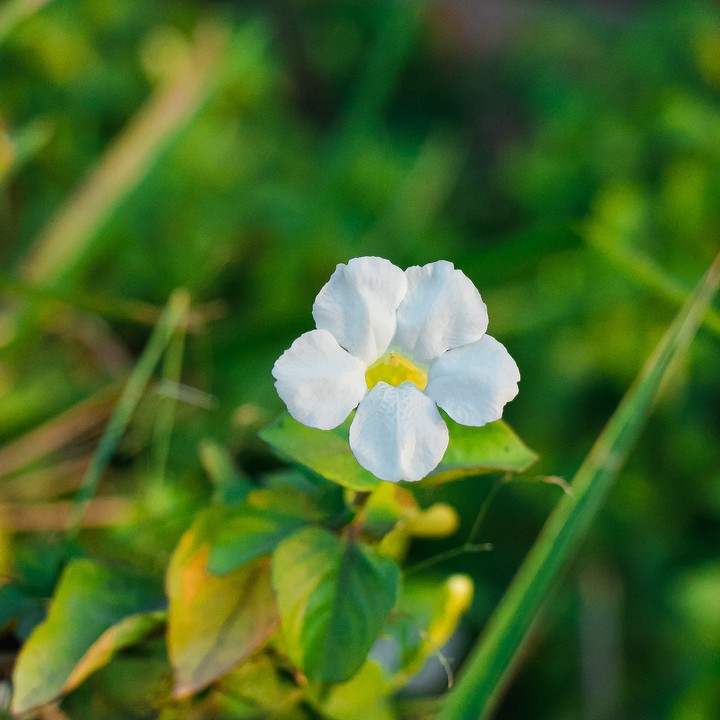 Flor