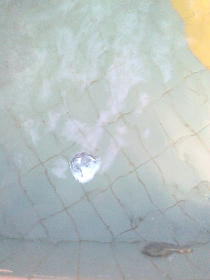 Magia