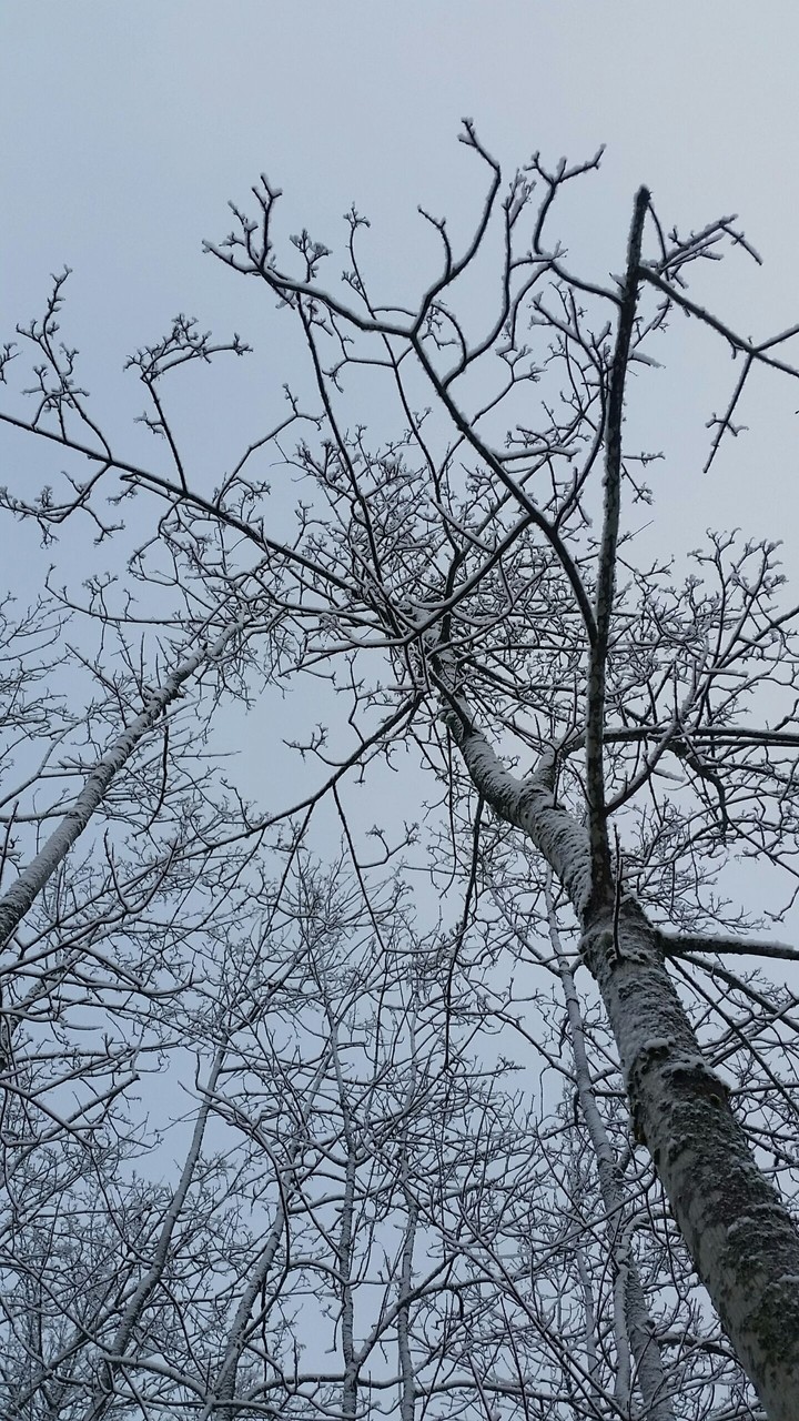 tree and snow