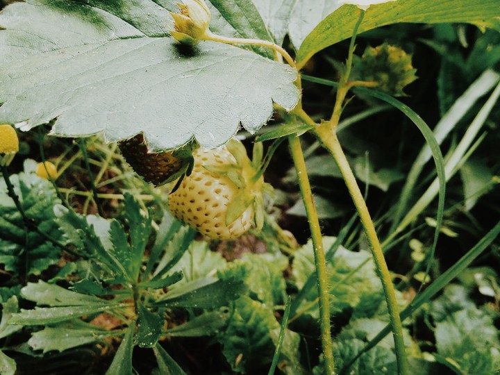 strawberry