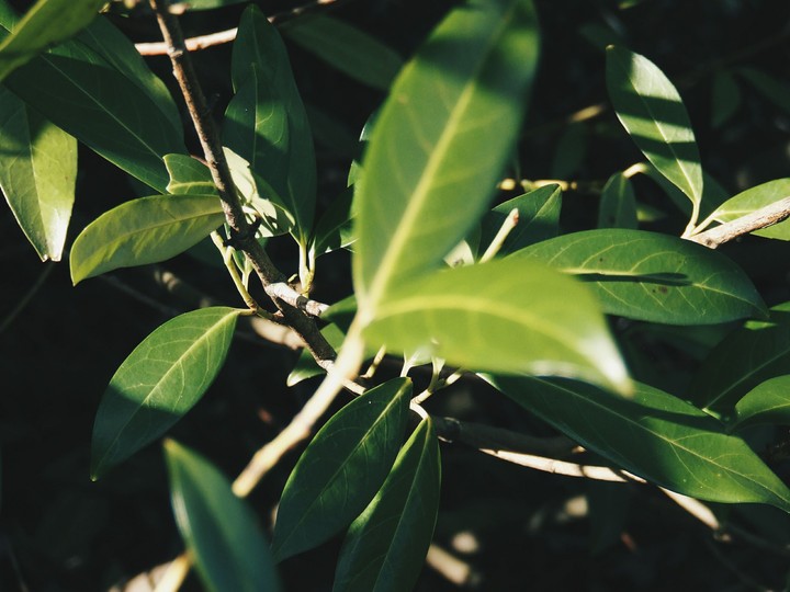 leaf.
