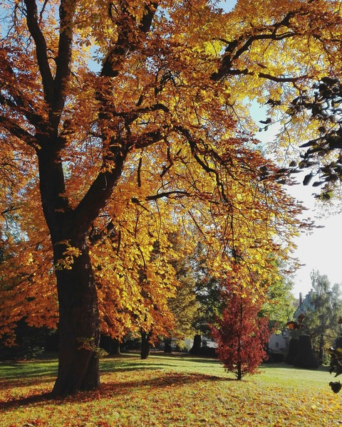 golden tree