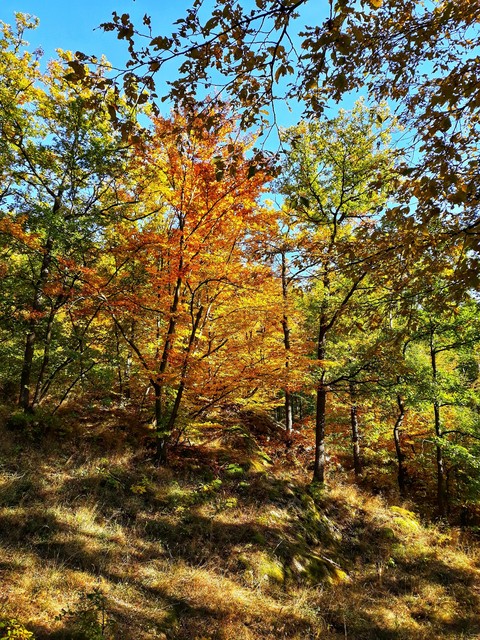 Autumn