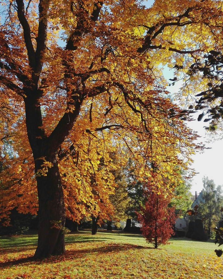 golden tree