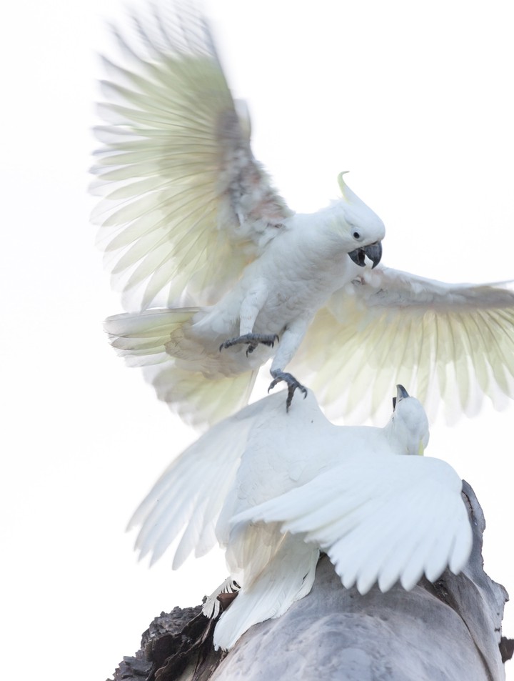Cockatoo.. Parrot !!