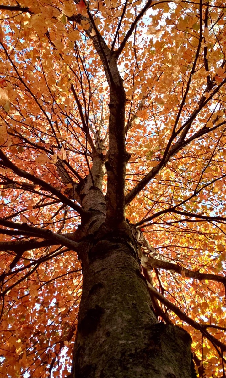 Fall colors
