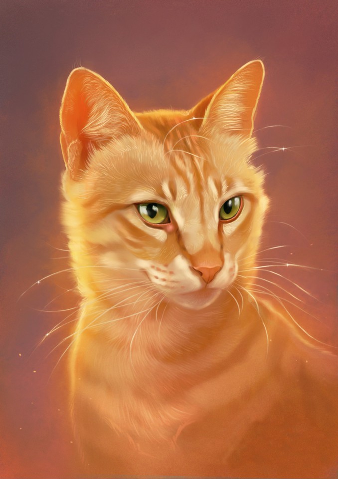 КОТИК