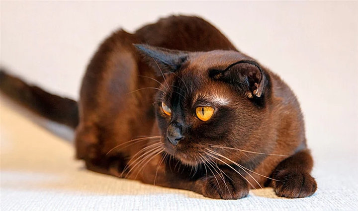 Gato