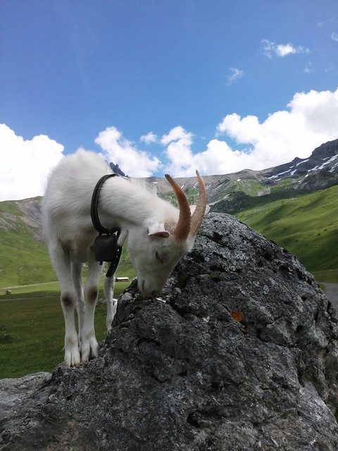 A goat