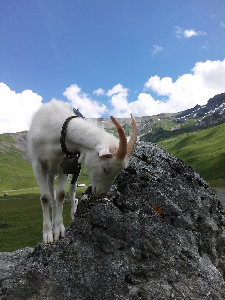 A goat