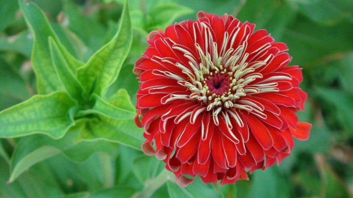 Red beauty
