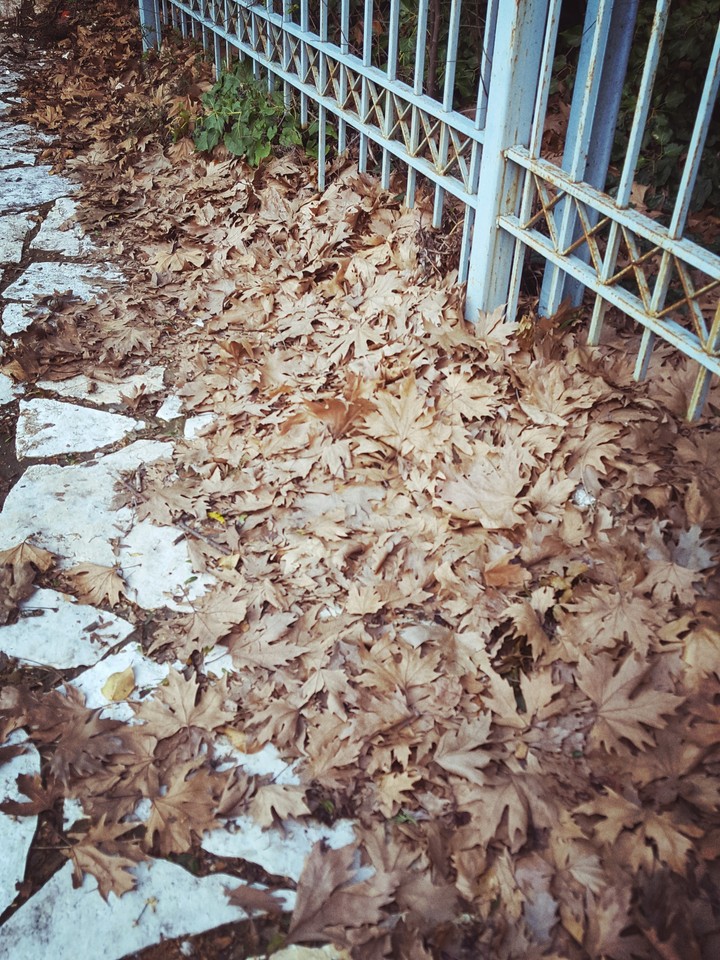 nature, love, travel, tree, wood, soil