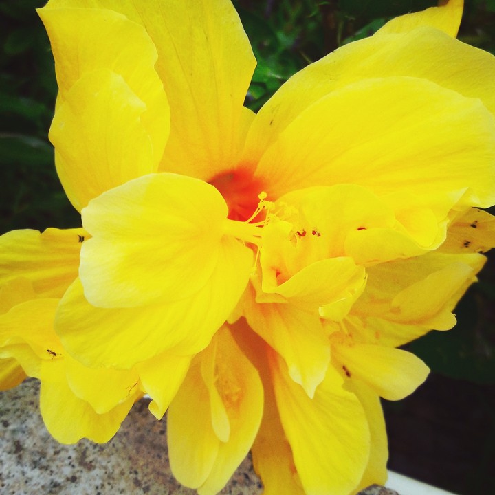 my garden