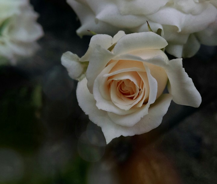 rose