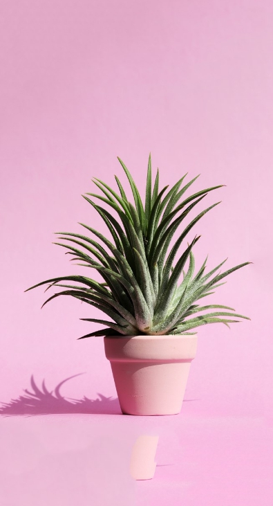 Subtle Plant