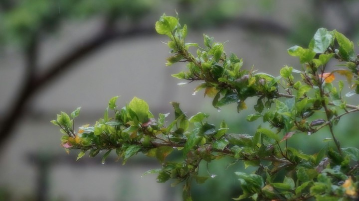 Rain Drop Tree