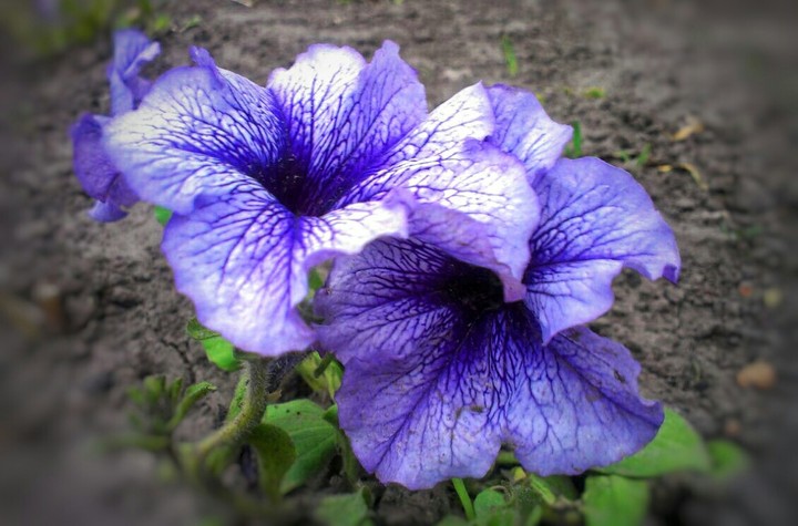 beauty