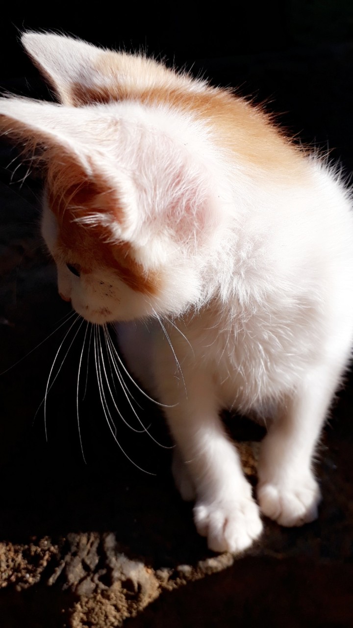 little cute cat