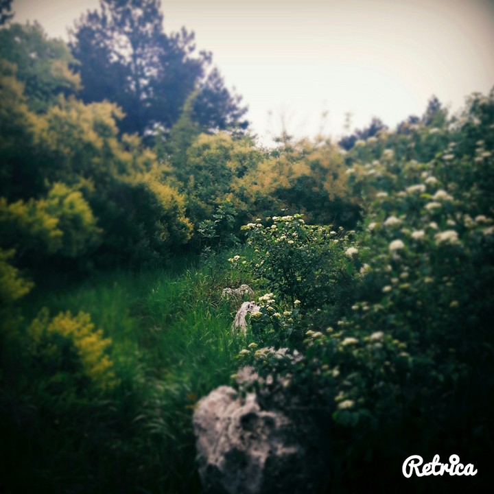 Green vegetation