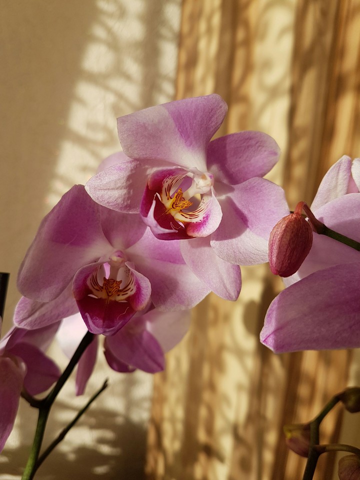 Beautiful rose/white orchids
