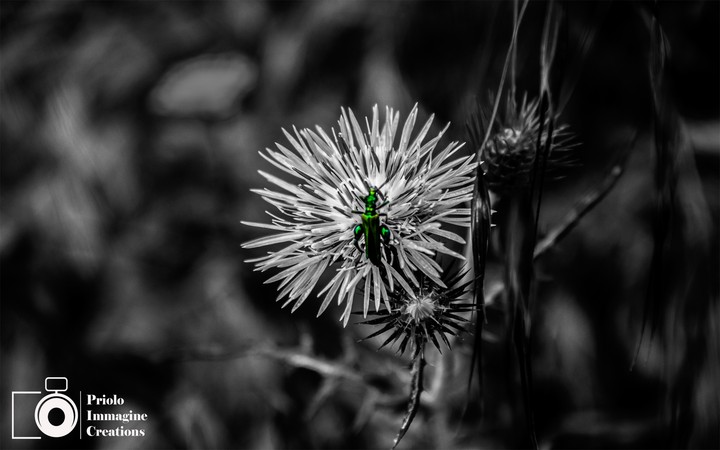Insect splash